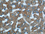 BMP3 Antibody in Immunohistochemistry (Paraffin) (IHC (P))