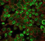 JAZF1 (Transcription Corepressor) Antibody in Immunocytochemistry (ICC/IF)