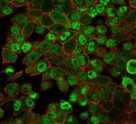 JAZF1 (Transcription Corepressor) Antibody in Immunocytochemistry (ICC/IF)