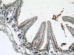 MGAM Antibody in Immunohistochemistry (Paraffin) (IHC (P))