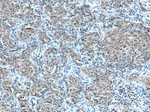 ACP1 Antibody in Immunohistochemistry (Paraffin) (IHC (P))