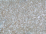 MPO Antibody in Immunohistochemistry (Paraffin) (IHC (P))