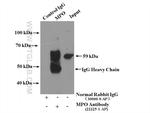 MPO Antibody in Immunoprecipitation (IP)