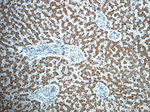 TIMM50 Antibody in Immunohistochemistry (Paraffin) (IHC (P))