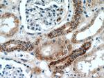 TIMM50 Antibody in Immunohistochemistry (Paraffin) (IHC (P))