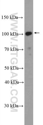 BRD2 Antibody in Western Blot (WB)