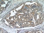 STK4/MST1 Antibody in Immunohistochemistry (Paraffin) (IHC (P))