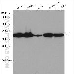 STK4/MST1 Antibody in Western Blot (WB)