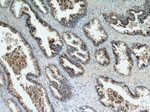 STK4/MST1 Antibody in Immunohistochemistry (Paraffin) (IHC (P))