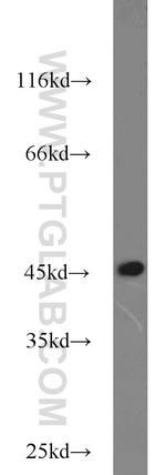 TBP Antibody in Western Blot (WB)