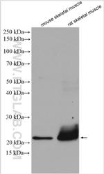 TNNI1 Antibody in Western Blot (WB)