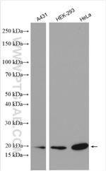 ASF1B Antibody in Western Blot (WB)