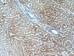 Polycystin 1 Antibody in Immunohistochemistry (Paraffin) (IHC (P))