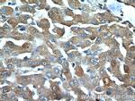 Polycystin 1 Antibody in Immunohistochemistry (Paraffin) (IHC (P))