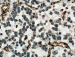 SACS Antibody in Immunohistochemistry (Paraffin) (IHC (P))