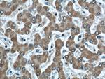 VAMP7/TI-VAMP Antibody in Immunohistochemistry (Paraffin) (IHC (P))