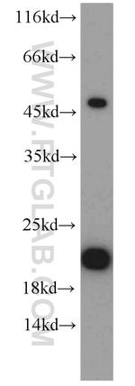 VAMP7/TI-VAMP Antibody in Western Blot (WB)