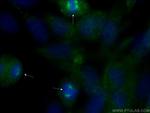 Pericentrin Antibody in Immunocytochemistry (ICC/IF)