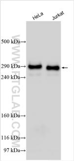 CREBBP Antibody in Western Blot (WB)