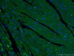 MYH6 Antibody in Immunohistochemistry (PFA fixed) (IHC (PFA))