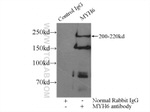 MYH6 Antibody in Immunoprecipitation (IP)