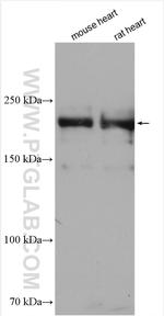 MYH6 Antibody in Western Blot (WB)