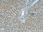 SAR1B Antibody in Immunohistochemistry (Paraffin) (IHC (P))