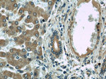 SAR1B Antibody in Immunohistochemistry (Paraffin) (IHC (P))