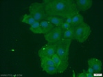 CCL27 Antibody in Immunocytochemistry (ICC/IF)