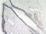 CCL27 Antibody in Immunohistochemistry (Paraffin) (IHC (P))