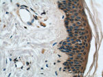 CCL27 Antibody in Immunohistochemistry (Paraffin) (IHC (P))