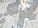 CCL27 Antibody in Immunohistochemistry (Paraffin) (IHC (P))