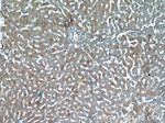 CCL27 Antibody in Immunohistochemistry (Paraffin) (IHC (P))