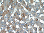 CCL27 Antibody in Immunohistochemistry (Paraffin) (IHC (P))