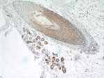 CCL27 Antibody in Immunohistochemistry (Paraffin) (IHC (P))