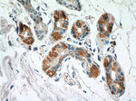 CCL27 Antibody in Immunohistochemistry (Paraffin) (IHC (P))