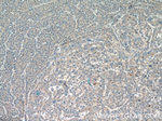 CCL27 Antibody in Immunohistochemistry (Paraffin) (IHC (P))