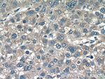 CCL27 Antibody in Immunohistochemistry (Paraffin) (IHC (P))