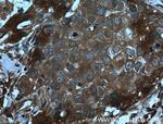 CCL24/Eotaxin 2 Antibody in Immunohistochemistry (Paraffin) (IHC (P))