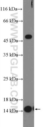 CCL24/Eotaxin 2 Antibody in Western Blot (WB)