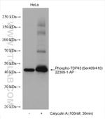 Phospho-TDP43 (Ser409, Ser410) Antibody in Western Blot (WB)