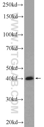 USF1 Antibody in Western Blot (WB)