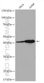 USF1 Antibody in Western Blot (WB)