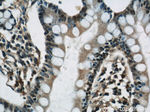 RCC1 Antibody in Immunohistochemistry (Paraffin) (IHC (P))