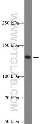 P glycoprotein Antibody in Western Blot (WB)