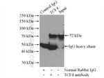 TCF4 Antibody in Immunoprecipitation (IP)