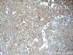 ATP1B2 Antibody in Immunohistochemistry (Paraffin) (IHC (P))