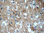 ATP1B2 Antibody in Immunohistochemistry (Paraffin) (IHC (P))