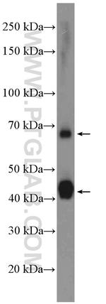 ATP1B2 Antibody in Western Blot (WB)