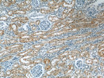 BTG2 Antibody in Immunohistochemistry (Paraffin) (IHC (P))